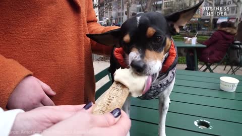 Why Americans Spend So Much Money On Pets