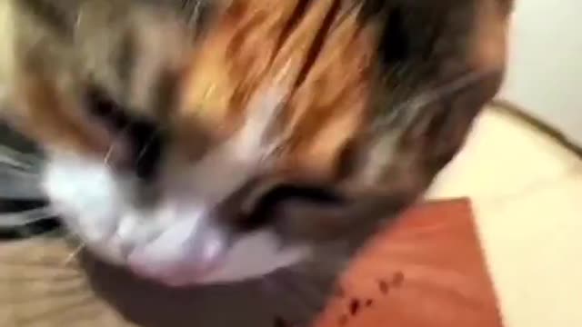 Best Funny Animal video in the world | Animals fun | funny pets | Very Funny Cat and dog