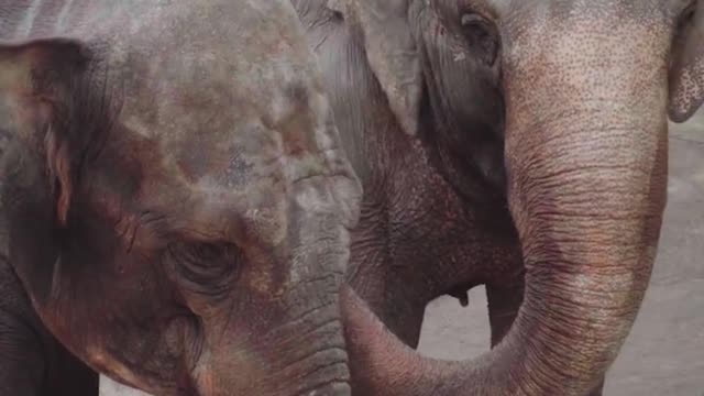 Elephant and baby elephant live a happy life