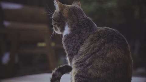 Cats Playing