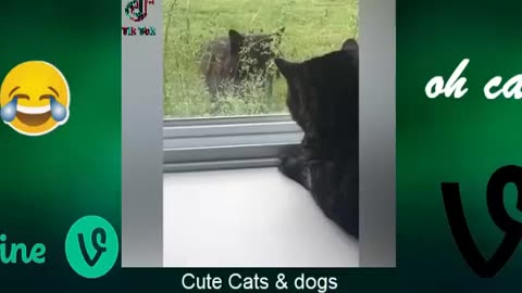 Best_Funny_Animal_Videos_Of_The_2023_🤣_-_Funniest_Cats_And_Dogs_Videos_😺😍😂🐶_Funny_cat_&_dog_videos_