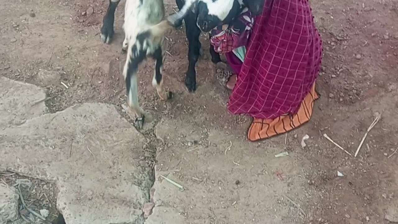 This is a video of animals Goats are being milked