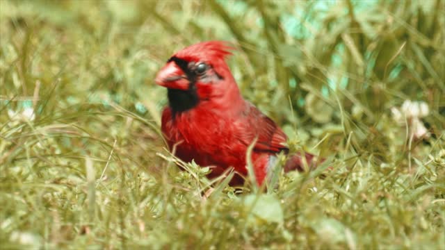 A Close Up Shot of a Cardinal