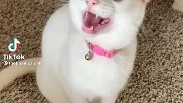 thekhaleesicat