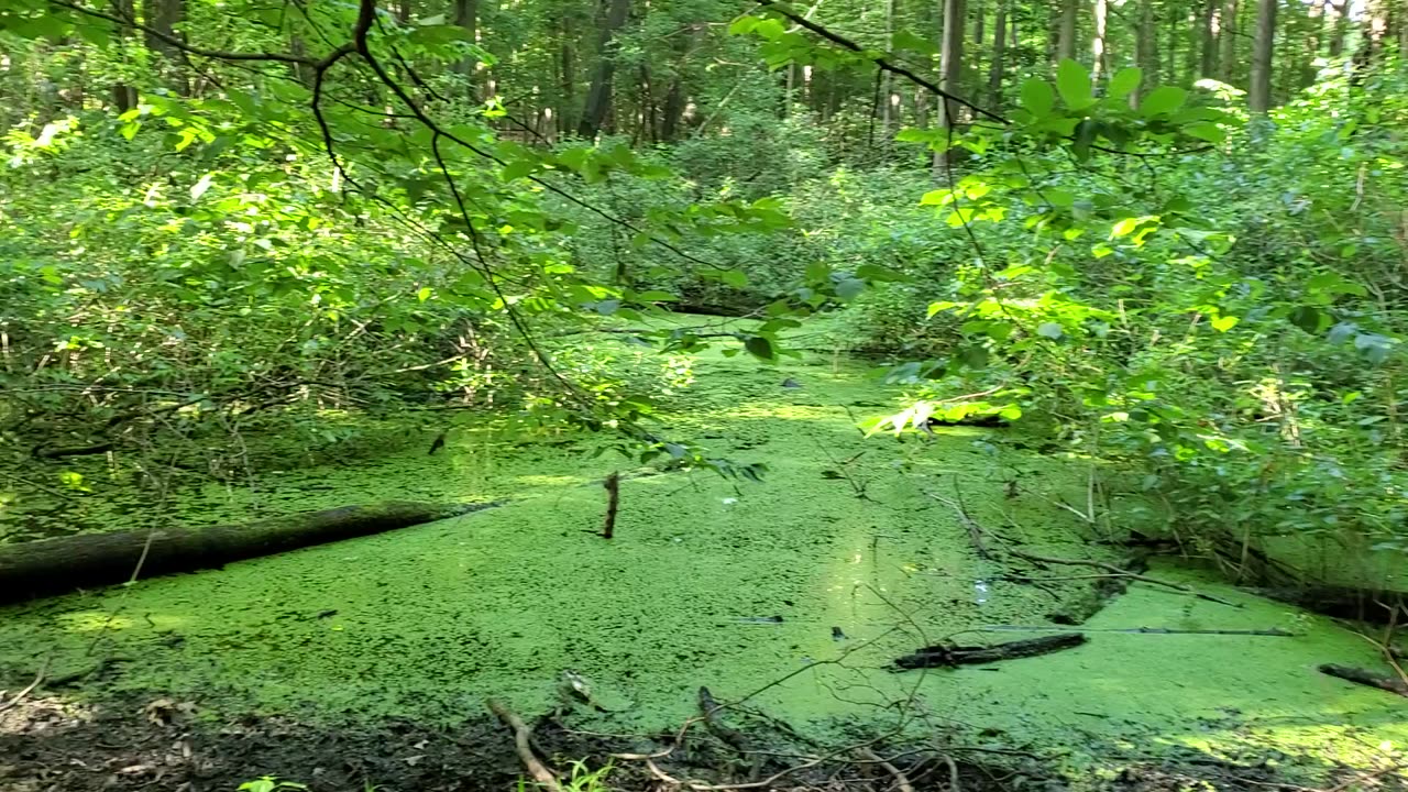 Neighborhood Forest Pond at Sunset