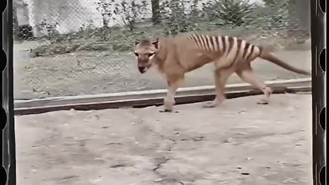 tasmanian tiger benjamin