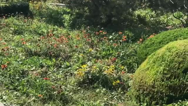 Red flowers, green leaves, small grass, big trees, butterflies like a picture