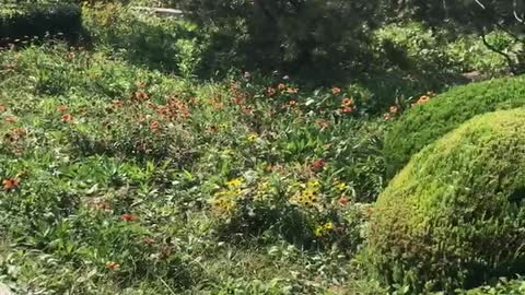 Red flowers, green leaves, small grass, big trees, butterflies like a picture