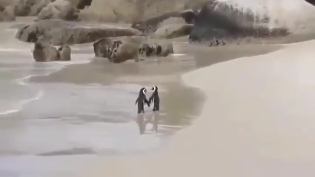 Sweet Penguins on Beach Date