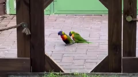 Courting parrots in action 😊