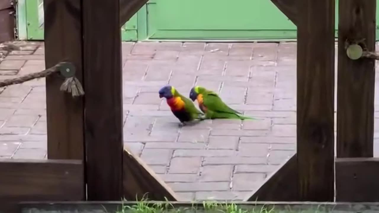 Courting parrots in action 😊