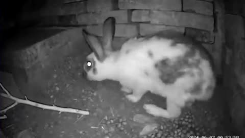 News Break: Momma Rabbit