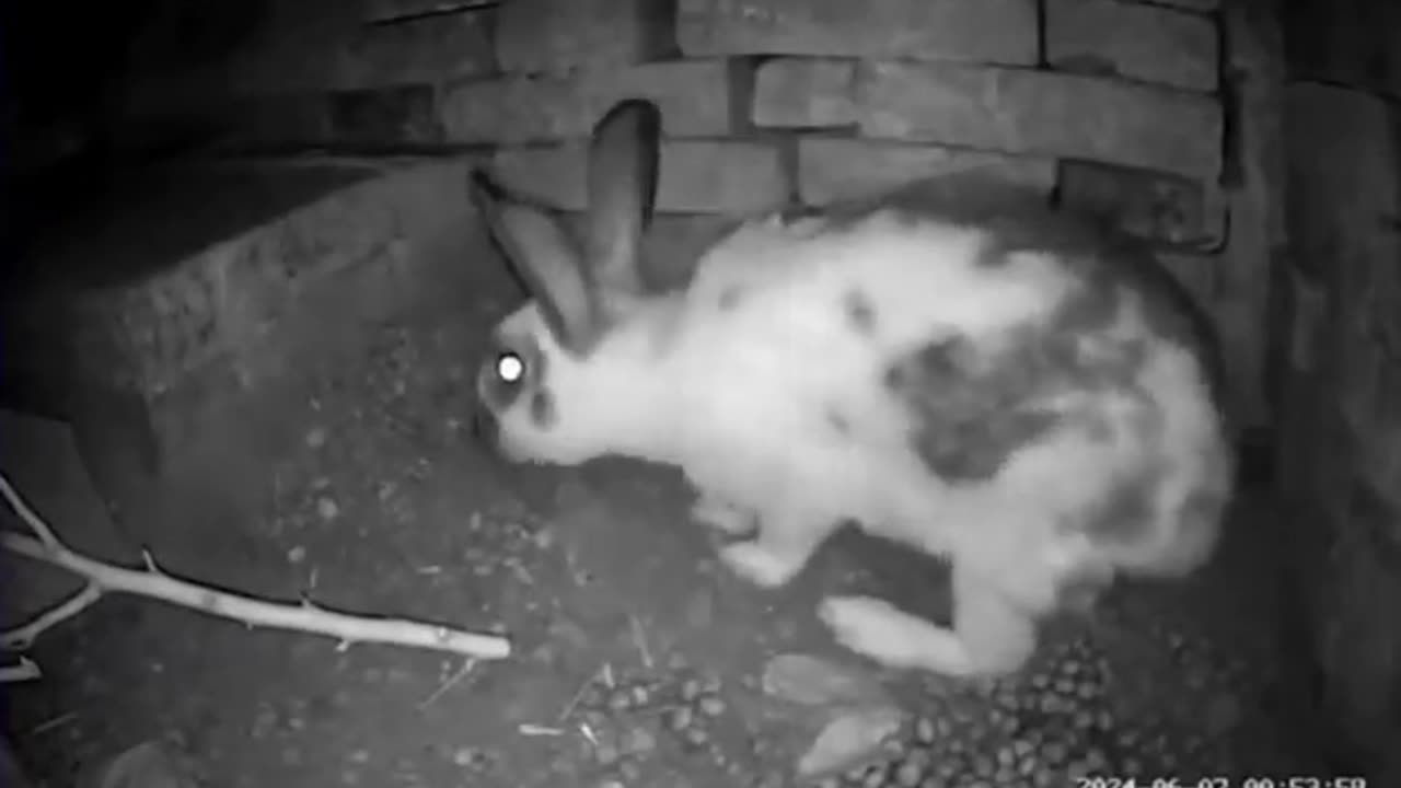 News Break: Momma Rabbit