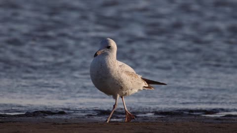 CUBAN CHA CHA CHA GALVESTON BAY TEXAS