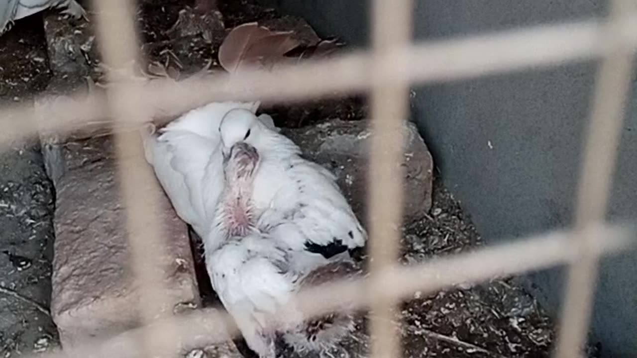 White beautiful pigeons