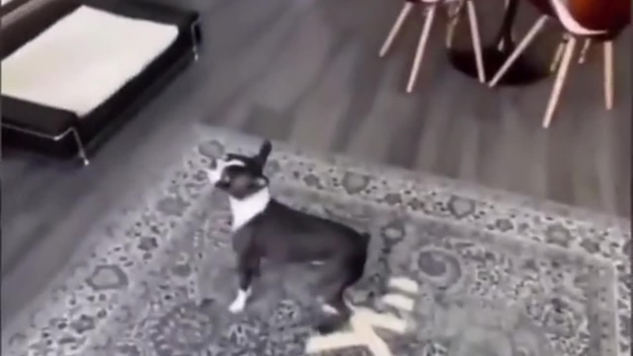 Watch the end of funny animals