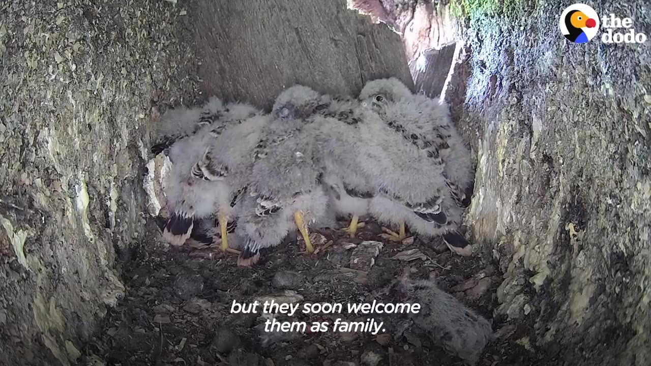 Single Kestrel Parent Raises Six Chicks | The Dodo