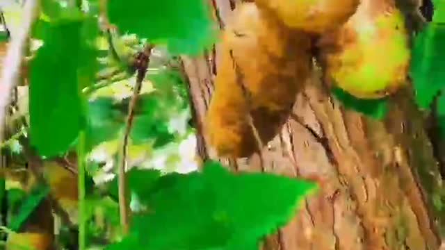 Do you know the name of this Fruits?
