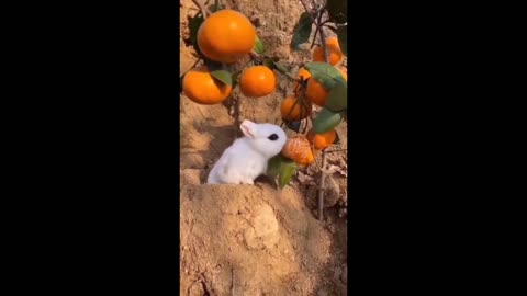 What is this cute rabbit eating? Rabbit. Animal