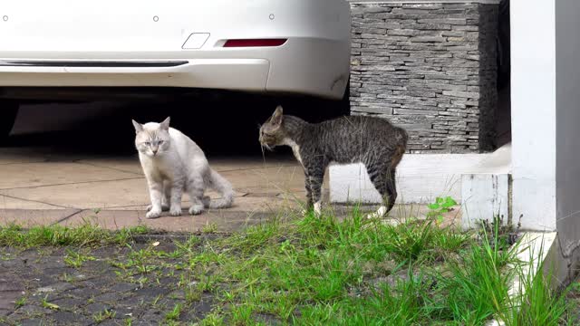 White cat vs black cat fight