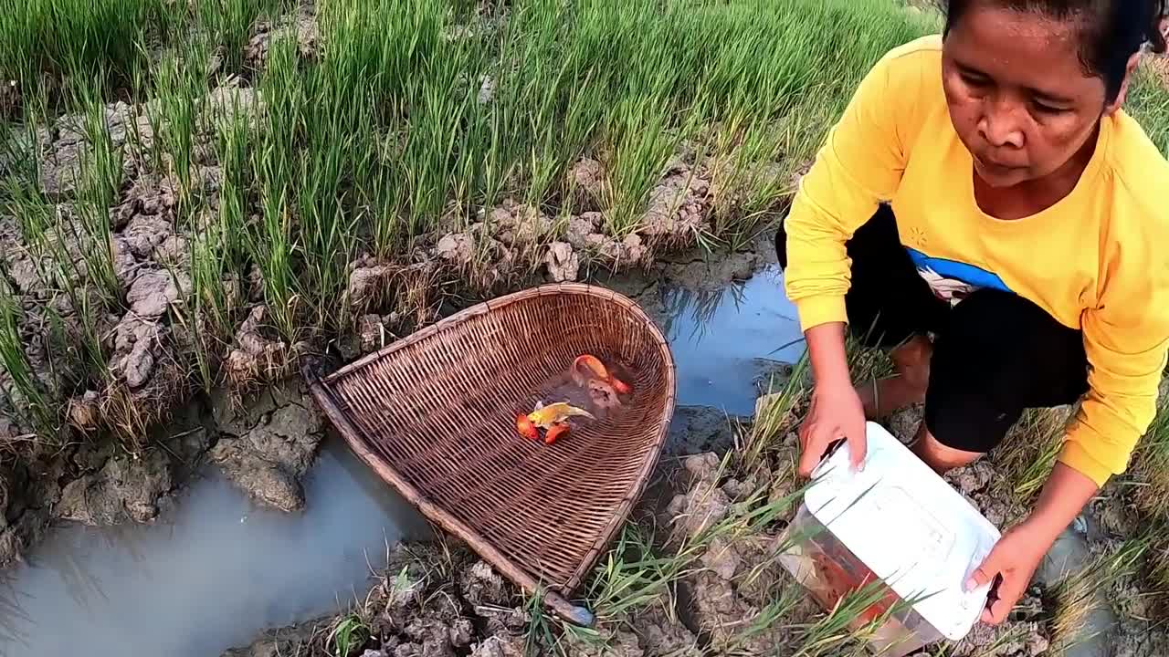 Unbelievable Fishing At Rice Fields- Turtle Koi Blood Parrot Giant Oranda Goldfish Suckermouth Betta