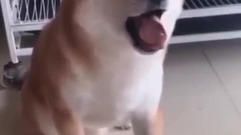 Dog 🐕 funny 😂🤣 animal video 😅