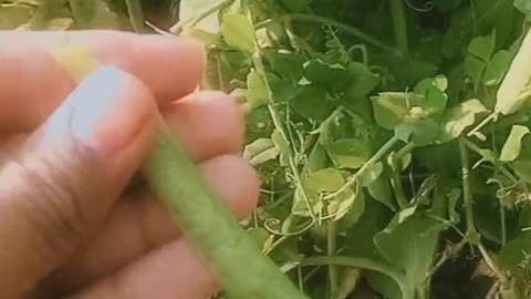 Pea plant