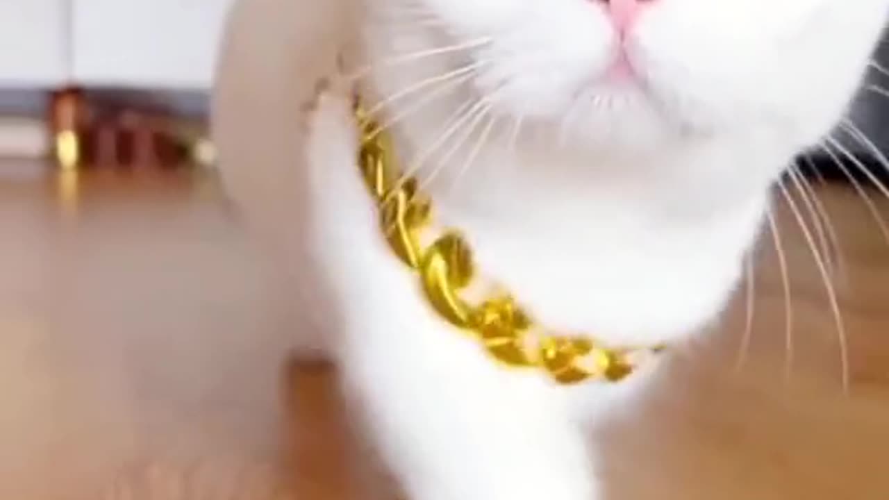 Gangster Cat Video🐱🐱🐱