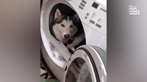 Best funny Dogs and Cat Video