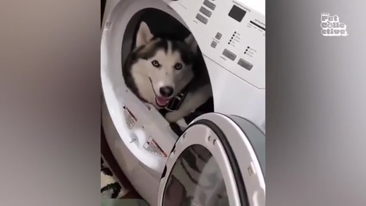Best funny Dogs and Cat Video