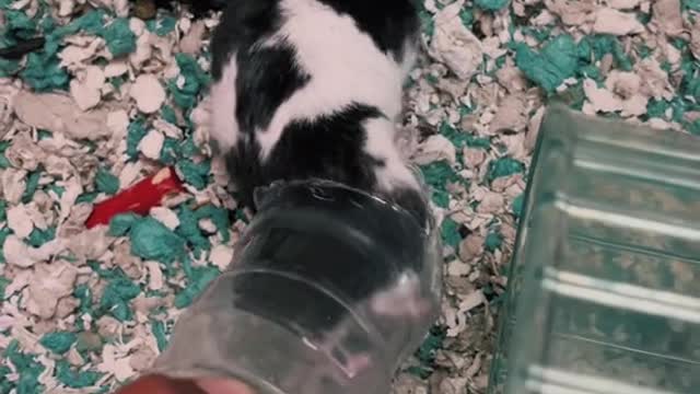 Stuck Hamster Is Freed