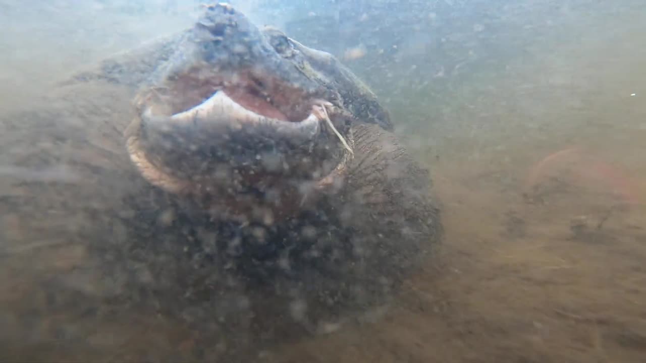 Snapping Turtle