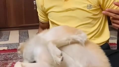 dog reaction for sound