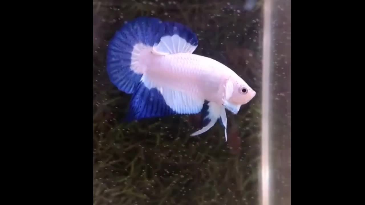 Betta fish blue and white with a cow pattern