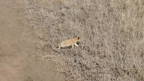 Six Lion cubs take part in their first outside excursion.