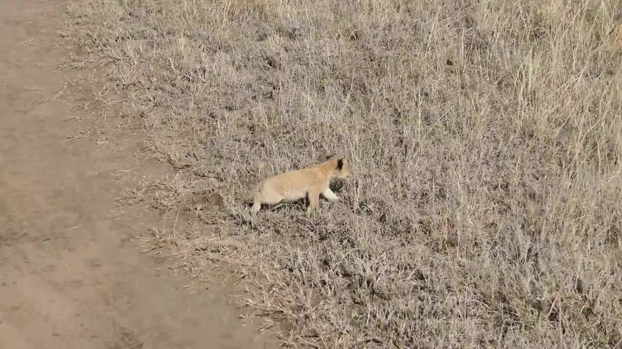 Six Lion cubs take part in their first outside excursion.