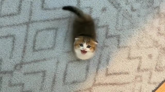 Cat lover