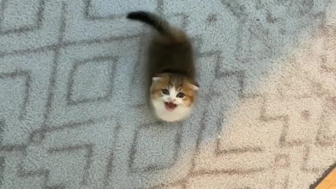 Cat lover