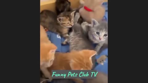 Funny Animal Videos 🤣 Funniest Cats and Dogs Videos 2024 😹🐶