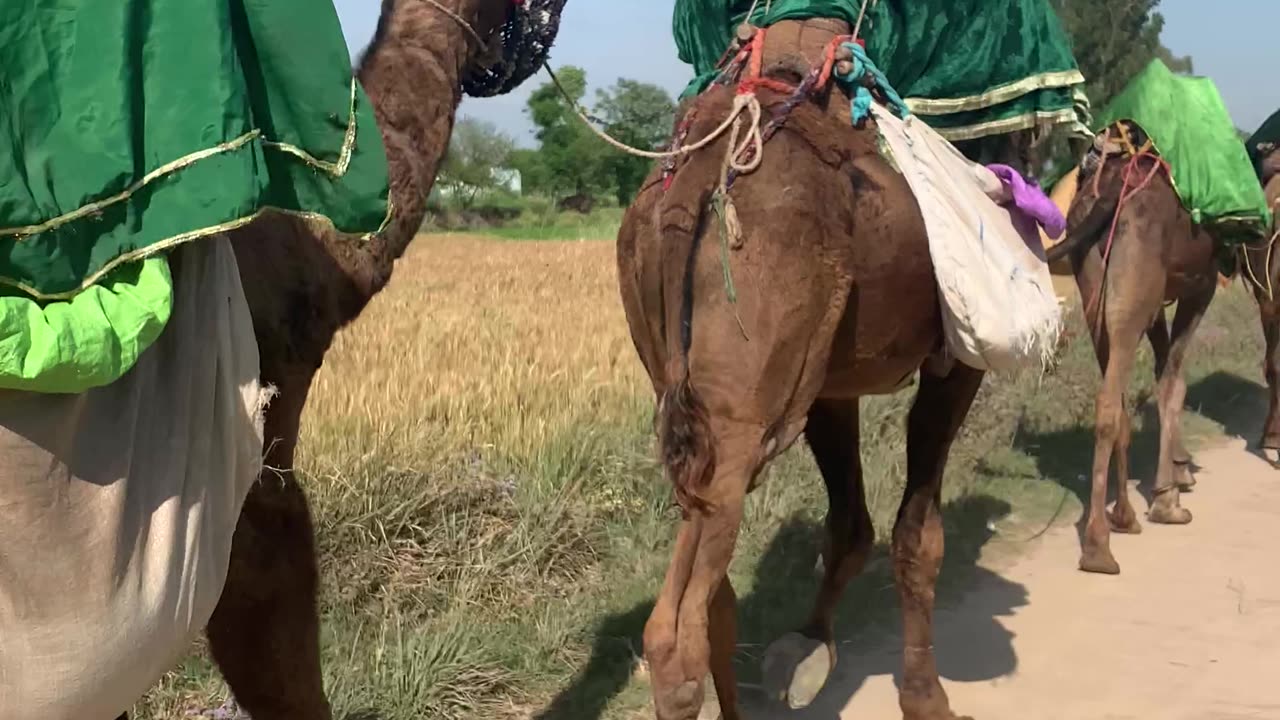 Camel In pakistan