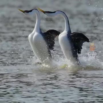 Funny Cute Animals🙀