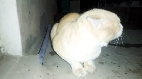 this stray cat is in trouble because rain is start and he dont go to home/stray cats & kittens