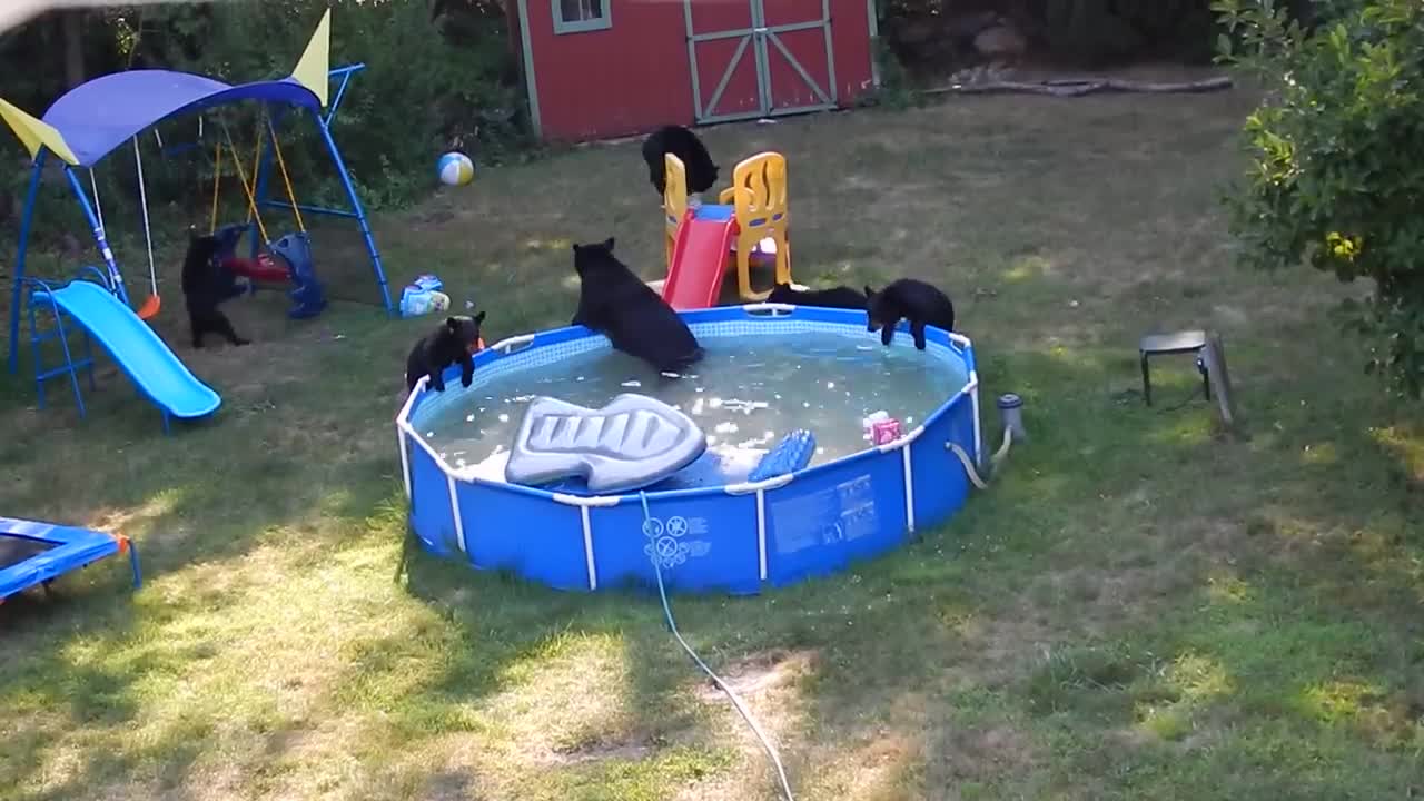 A bear family takes a dip in our pool - Part II