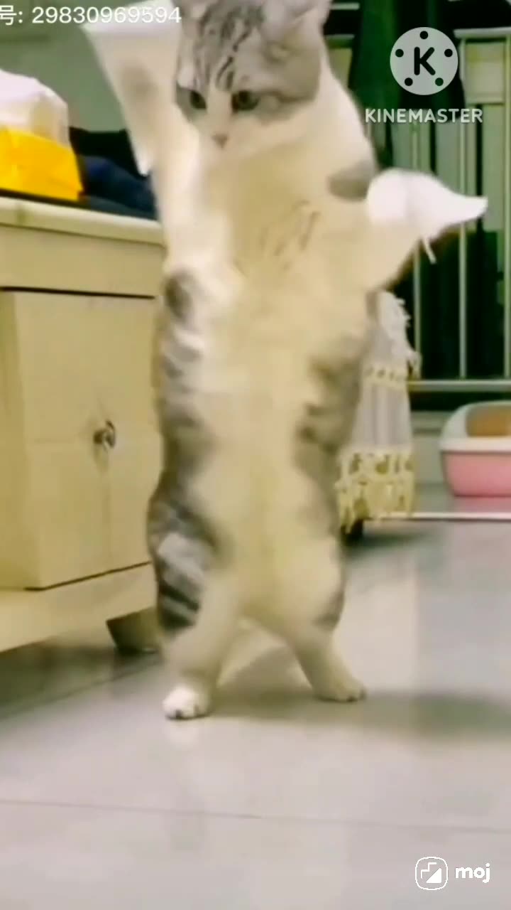 ANIMAL ENTERTAINMENT