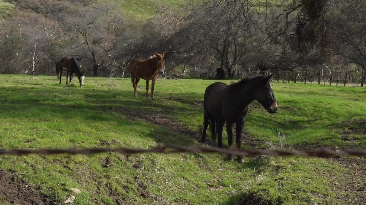 Graceful Horses Frolicking in a Beautiful Meadow - A Stunning Sight!