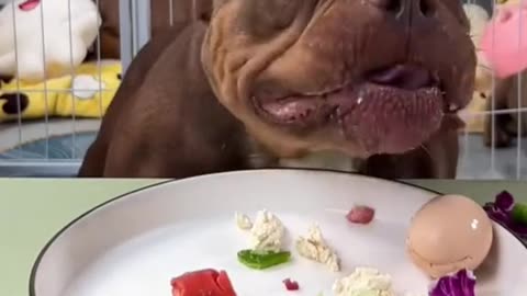 Pitbull Dog Eating-ASMR