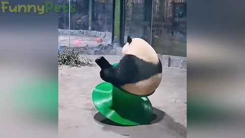 Funny cats🤣🤣🤣