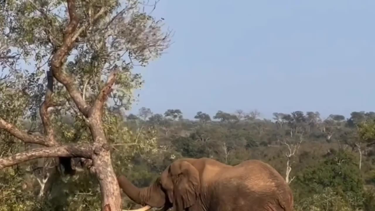 Feel the power of an elephant