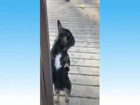 Cats Are So Funny You'll Die Laughing - Funny Cats Compilation