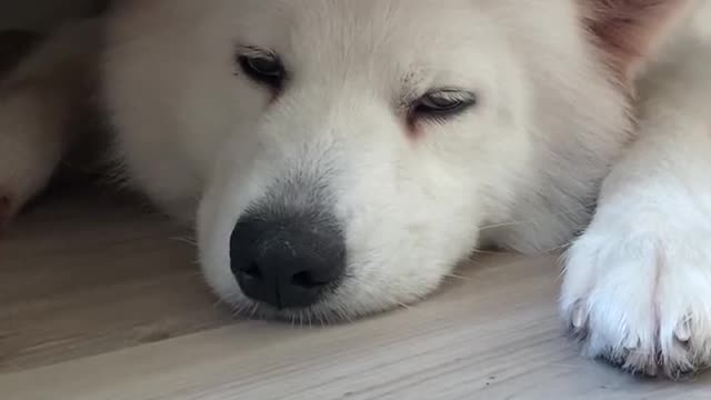 Samoyed is super cute